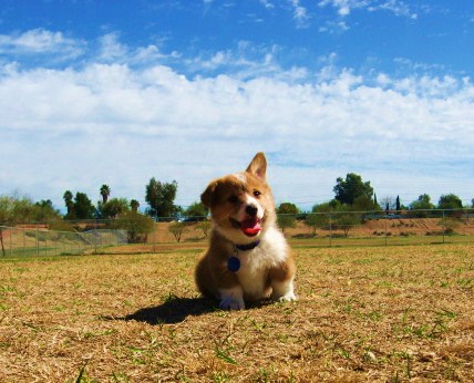 Puppy in a Park